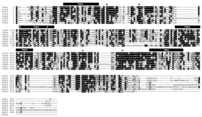 Gap Junction Coding Innexin in Lymnaea stagnalis: Sequence Analysis and Characterization in Tissues and the Central Nervous System